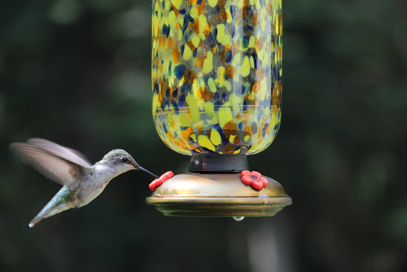 Illustration for article titled DIY Bird Blind